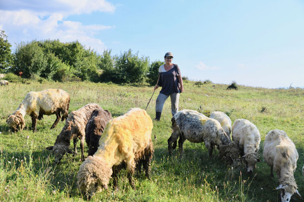 Радним даном књиговођа, а викендом – чобаница